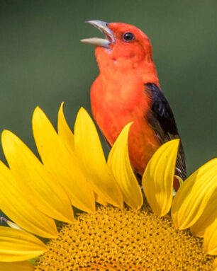 Scarlet tanager bird on a sunflower