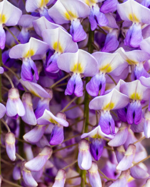 Blooming Wisteria Sinensis with scented classic purple flowersin full bloom in hanging racemes closeup. Garden with wisteria in spring