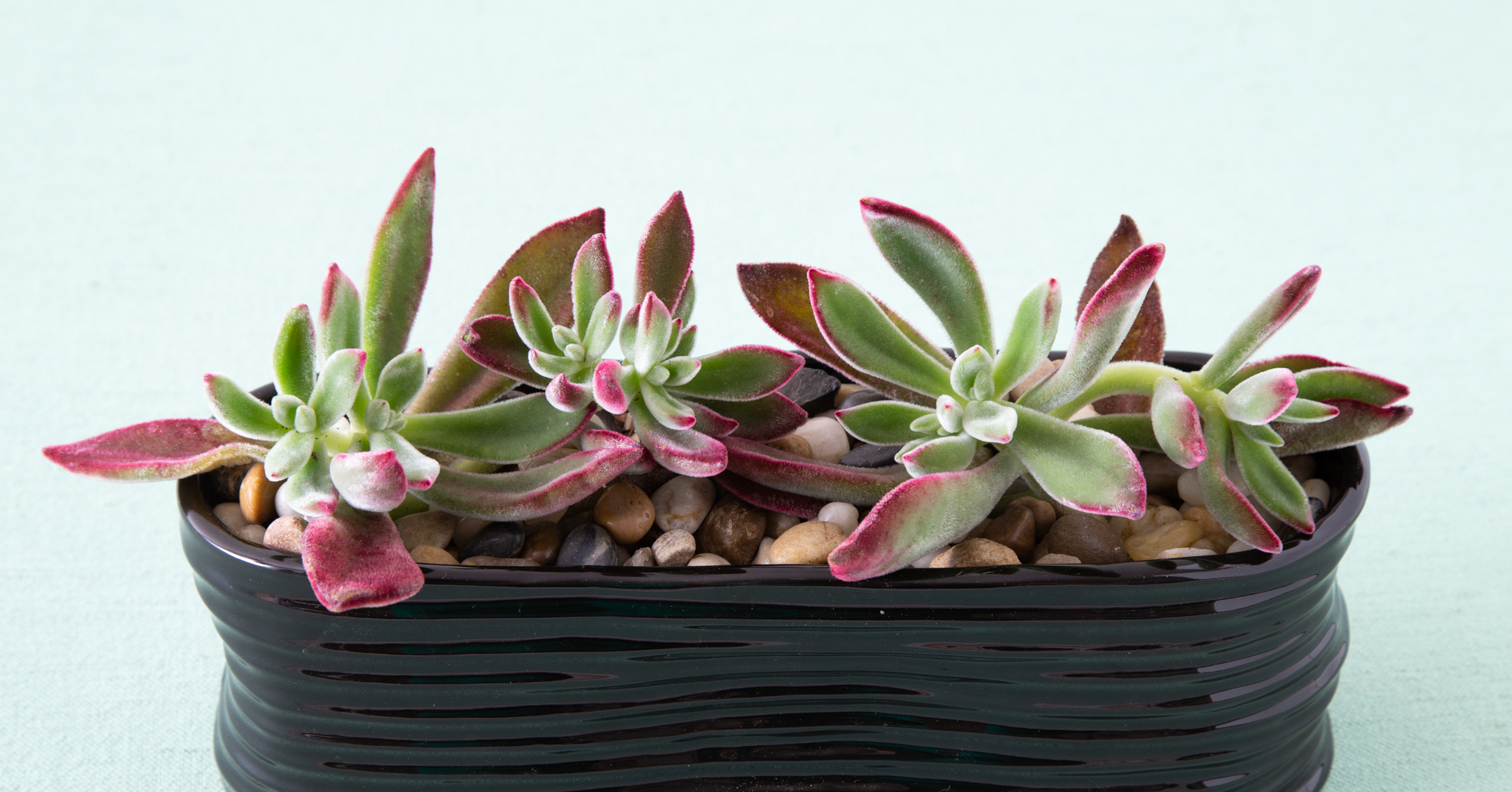 echeveria harmsii plush plant pink fuzzy leaves