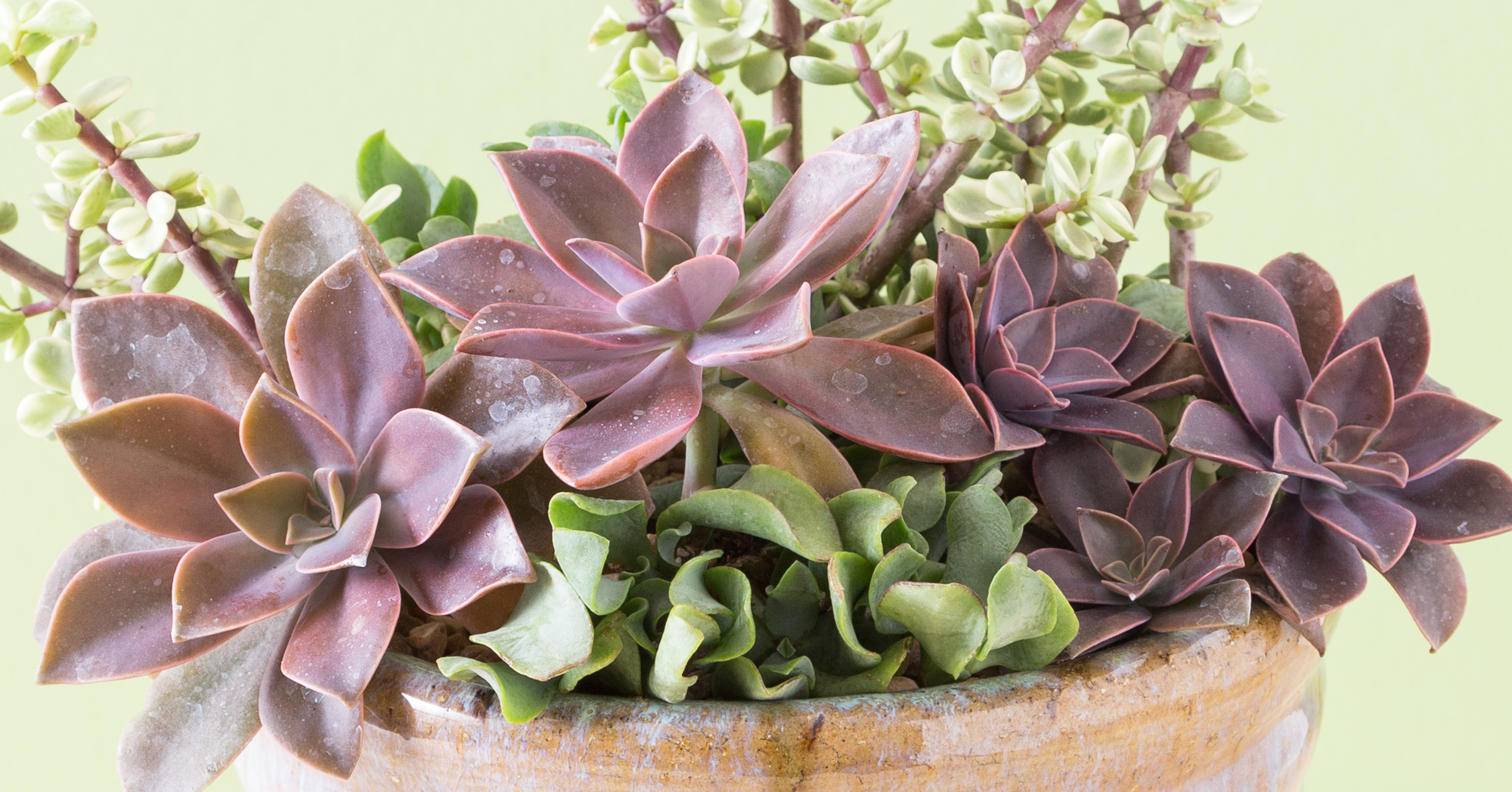 potted graptoveria fred ives pink purple leaves