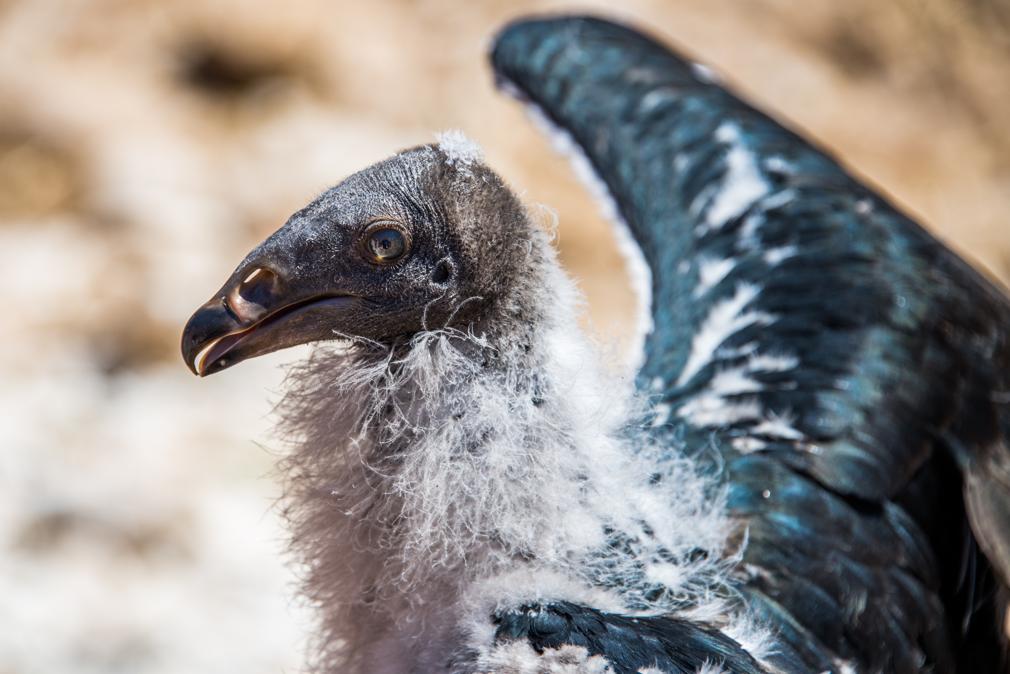 Adobe Stock Bimserd baby condor chick ugly black white bird