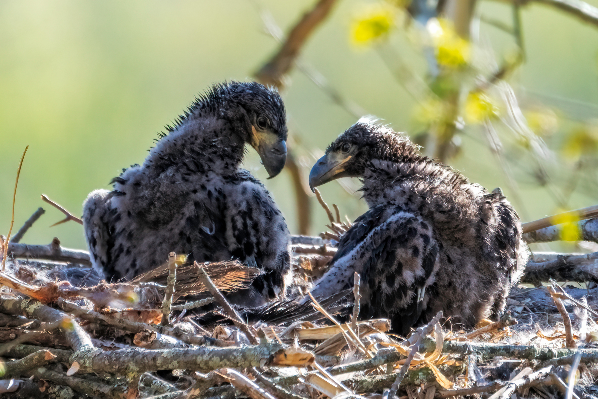 Adobe Stock Blanchard Image baby bald eagle bird ugly nest