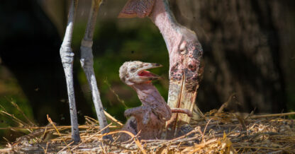 Adobe Stock Brett Ossman ugly baby bird in nest marabou stork