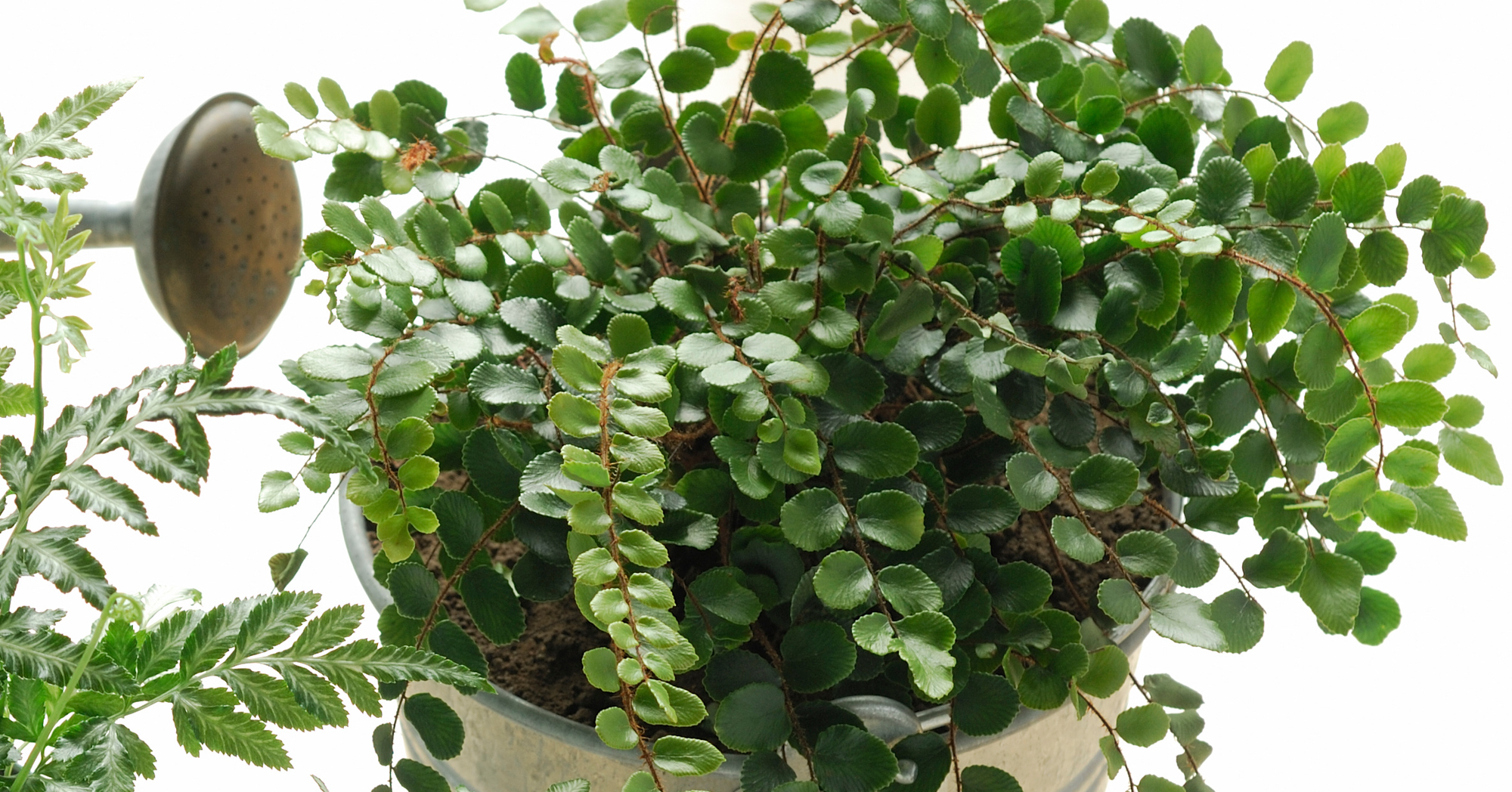 Adobe Stock Coulanges pellaea rotundifolia pellea button fern round leaves