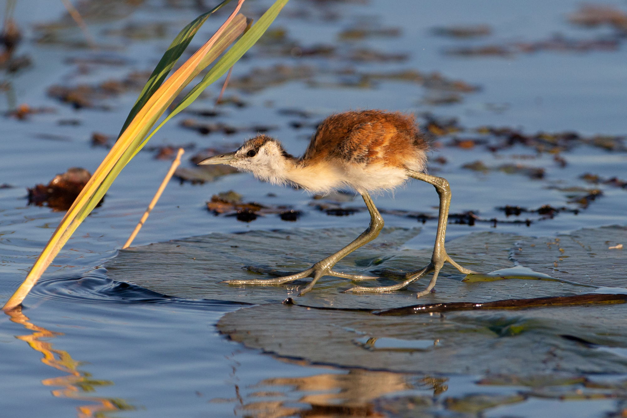 Adobe Stock Dennis Donohue baby african jacana in river ugly long legs chick