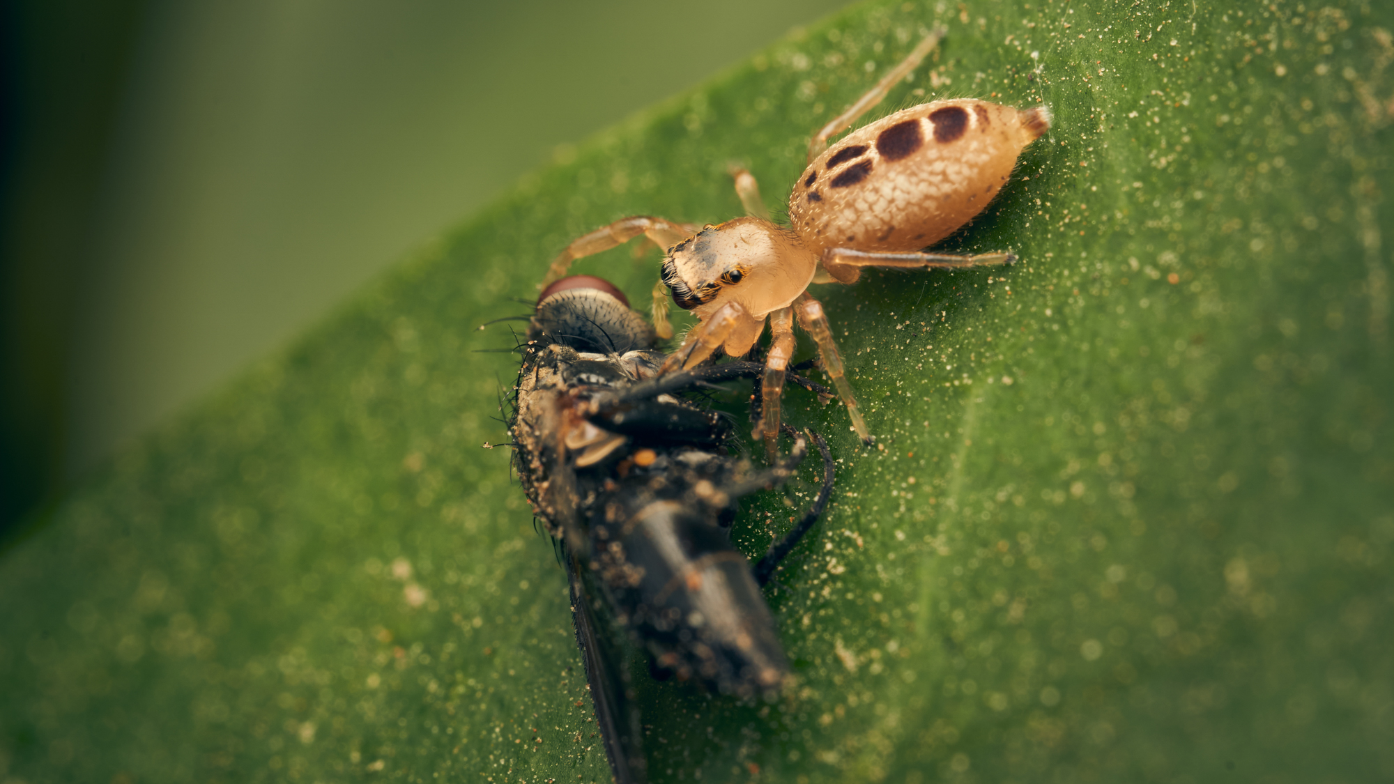 Adobe Stock DiazAragon jumper spider eating insect on green leaf