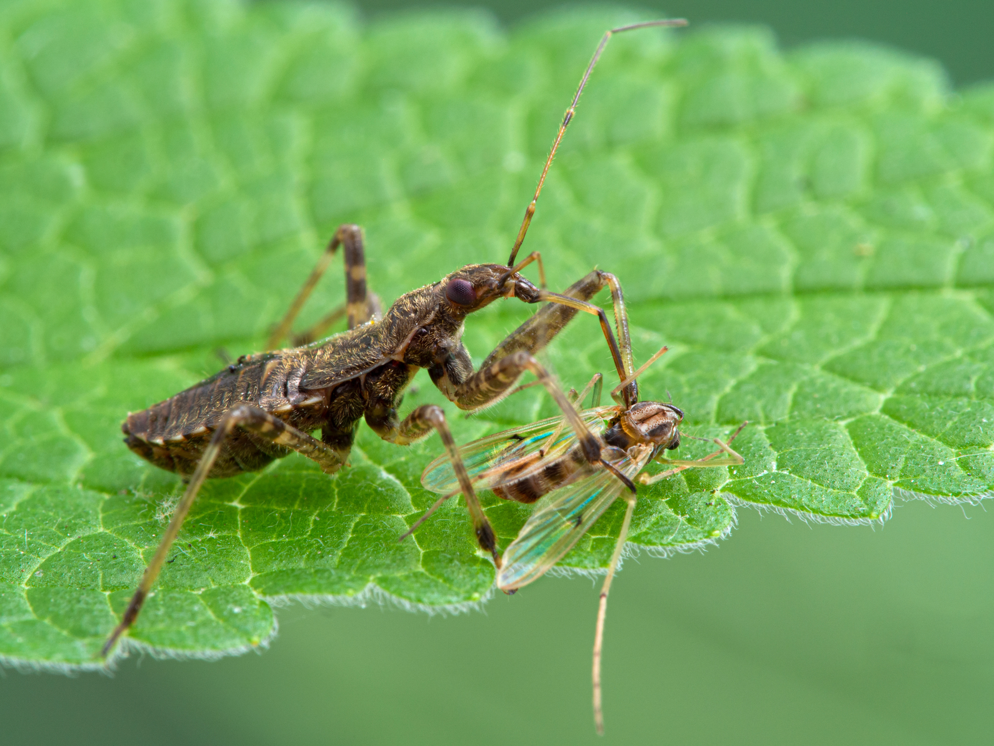 Adobe Stock Ernie Cooper damsel bug hoplistoscelis heidemanni feeding on nonbiting midge chironomid