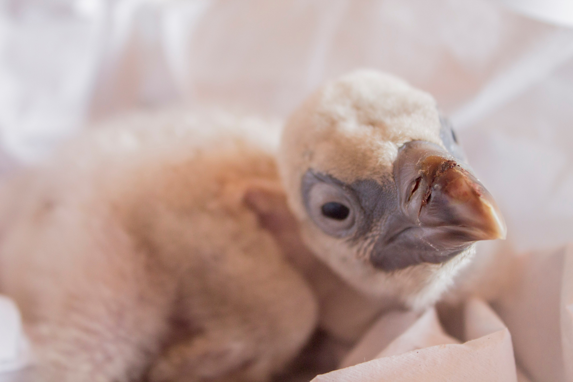 Adobe Stock Helen cape vulture chick baby ugly