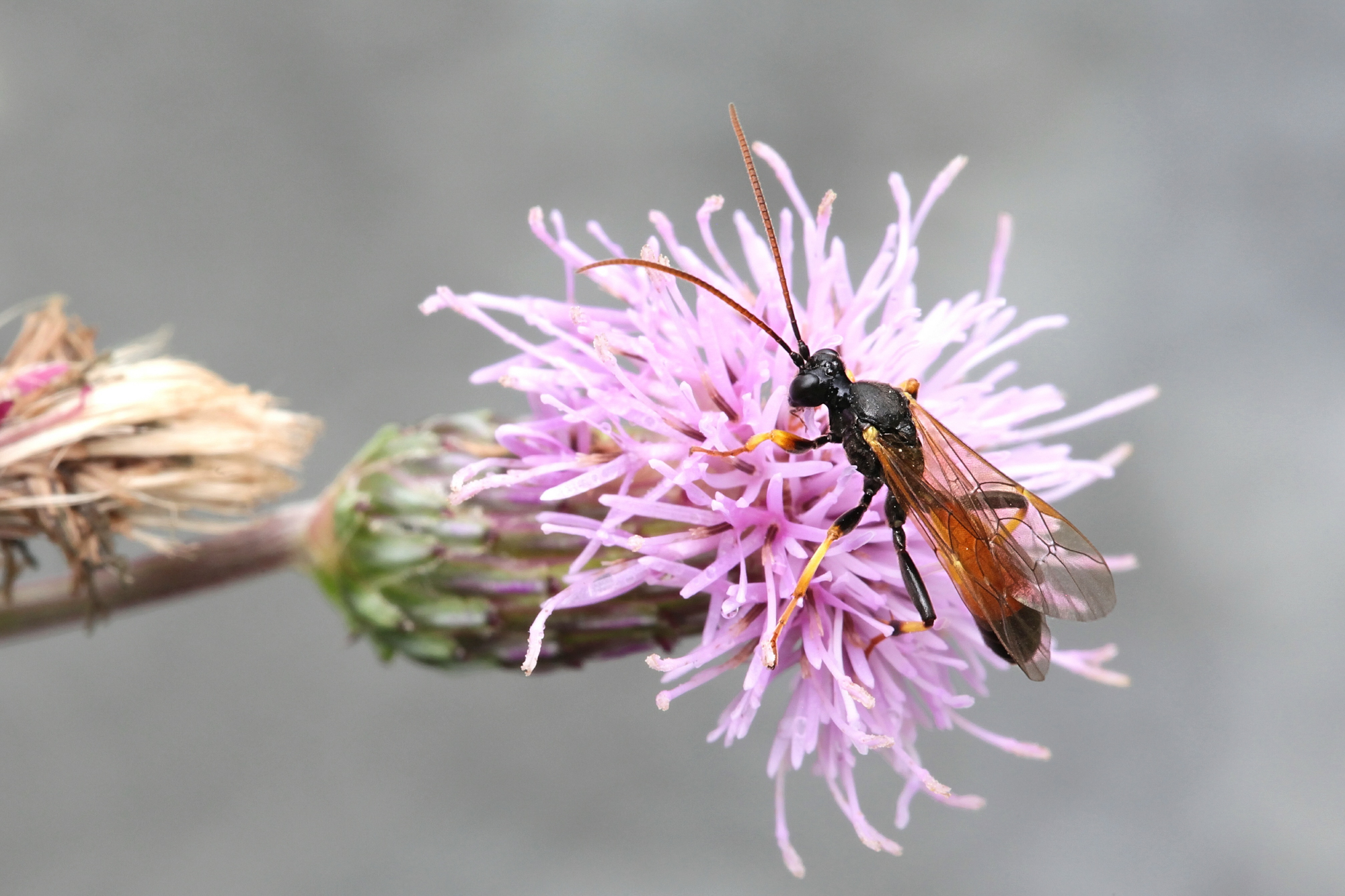 Adobe Stock Henri Koskinen ichneumon parasitic wasp on creeping thistle insect