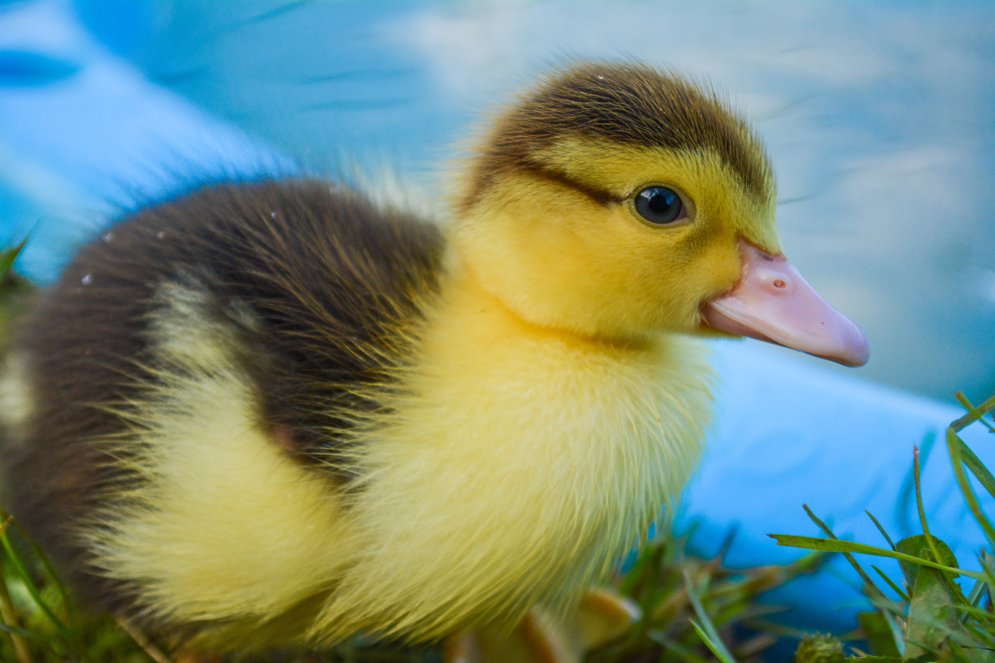 Adobe Stock Jub Jub Photography yellow brown muscovy baby duck