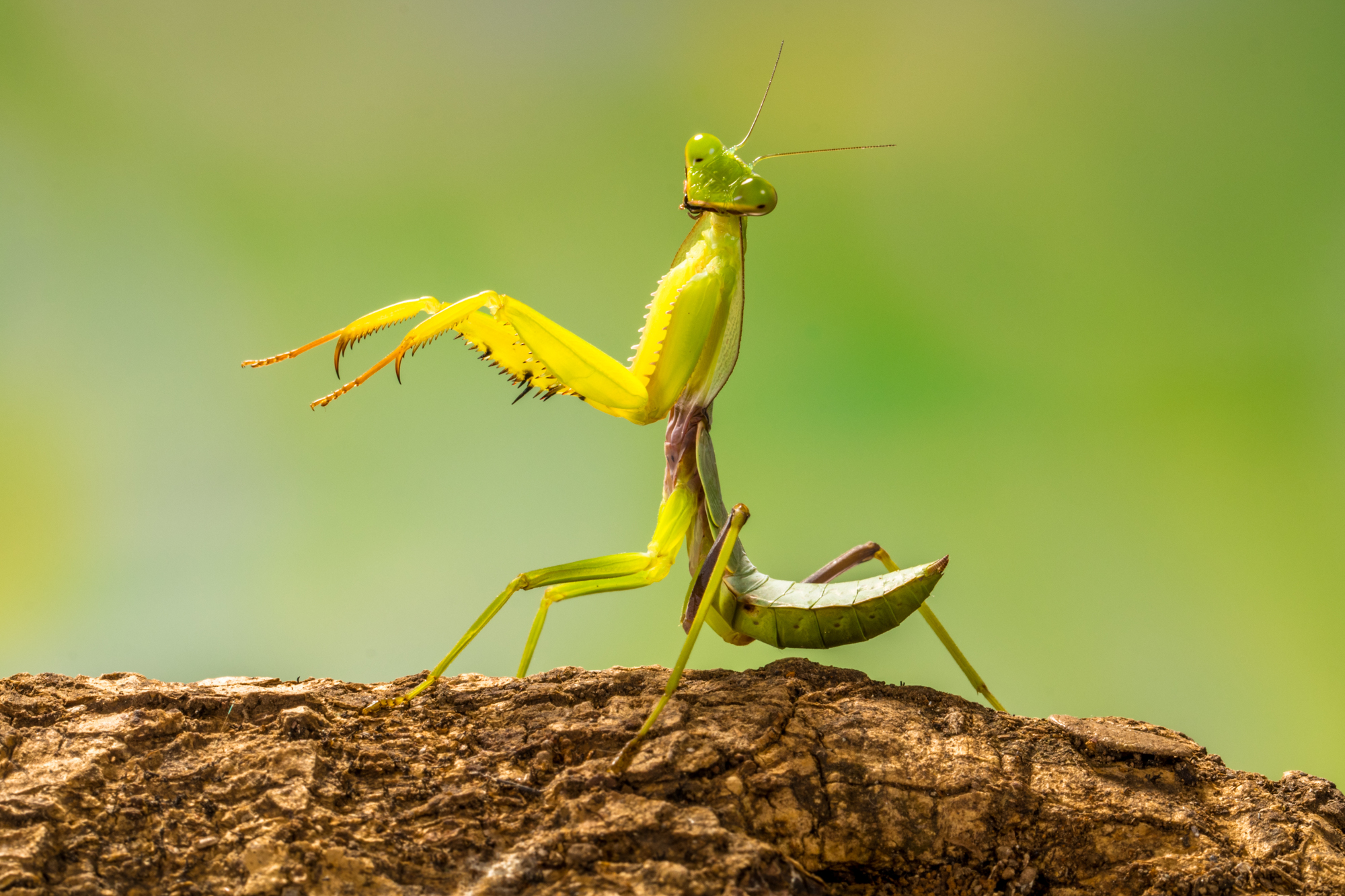 Adobe Stock Lessy Sebastian green praying mantis on branch insect