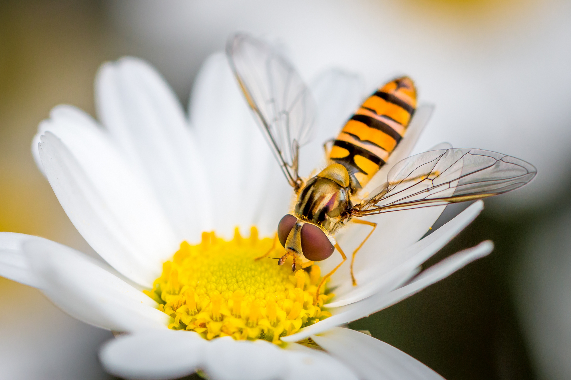 Adobe Stock Marc Goldman hoverfly eating daisy flower insect