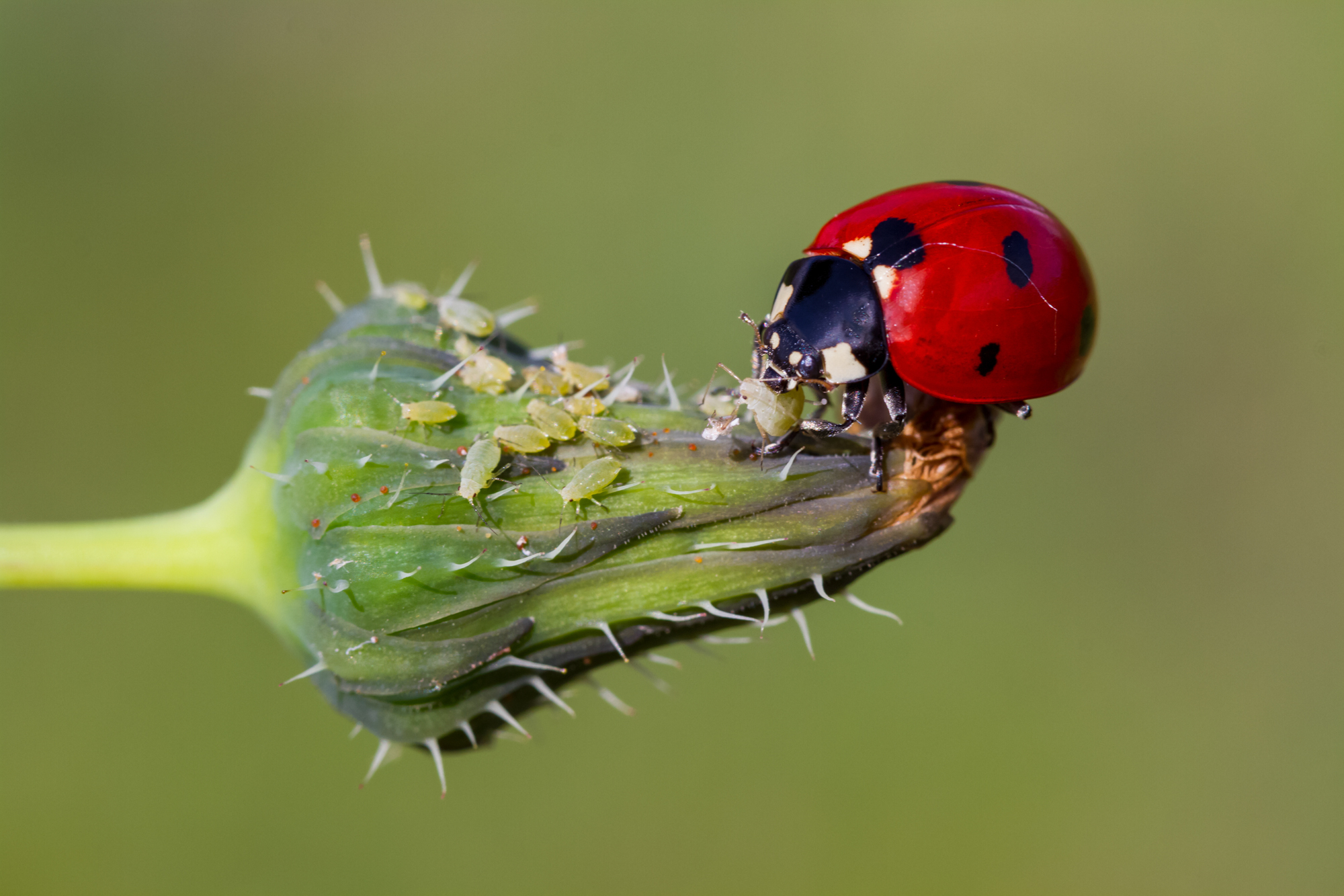 Adobe Stock Mehmetkrc ladybug eating aphids garden