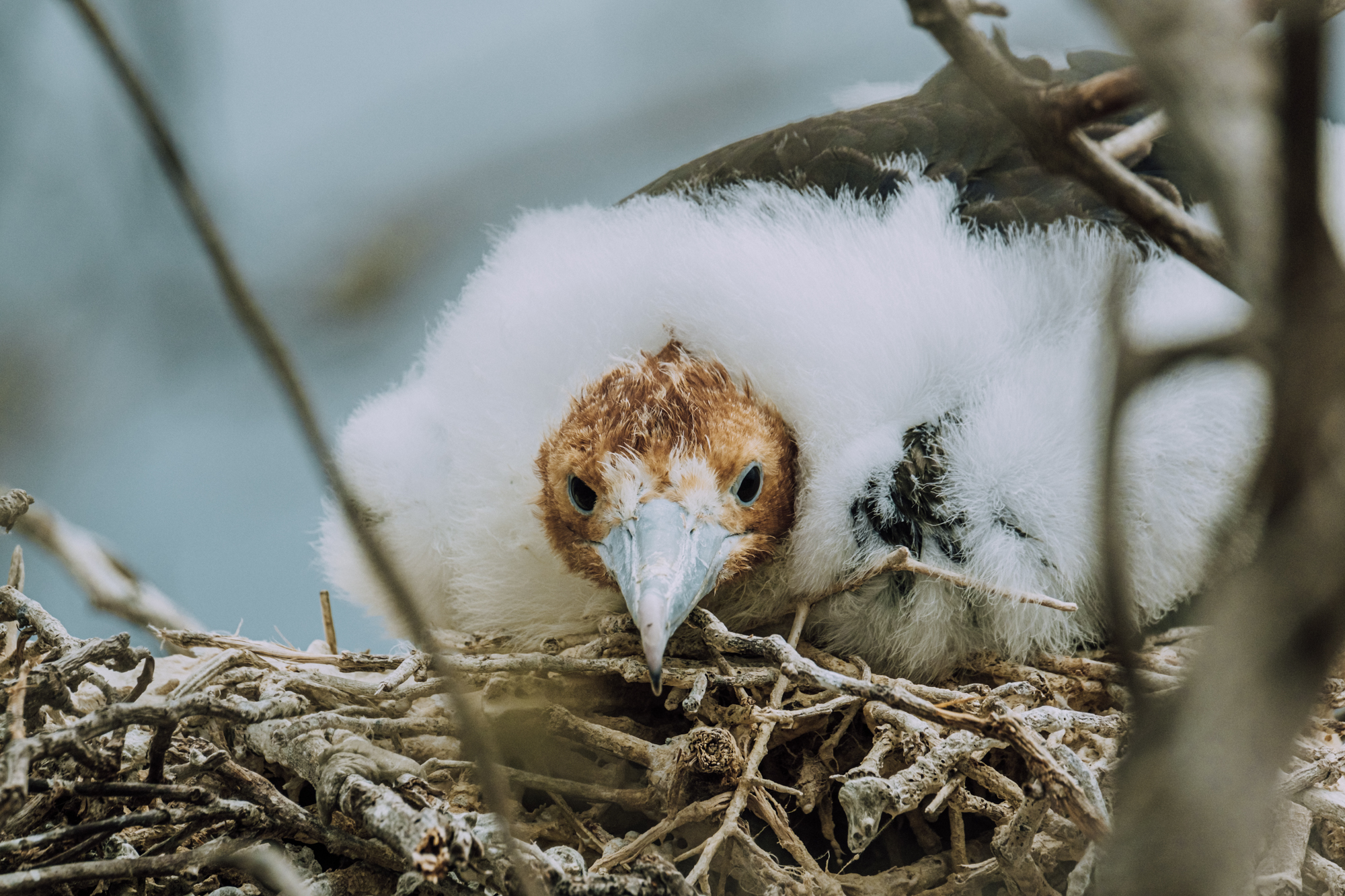 Adobe Stock Misha Martin juvenile chick baby magnificent frigate bird ugly nest