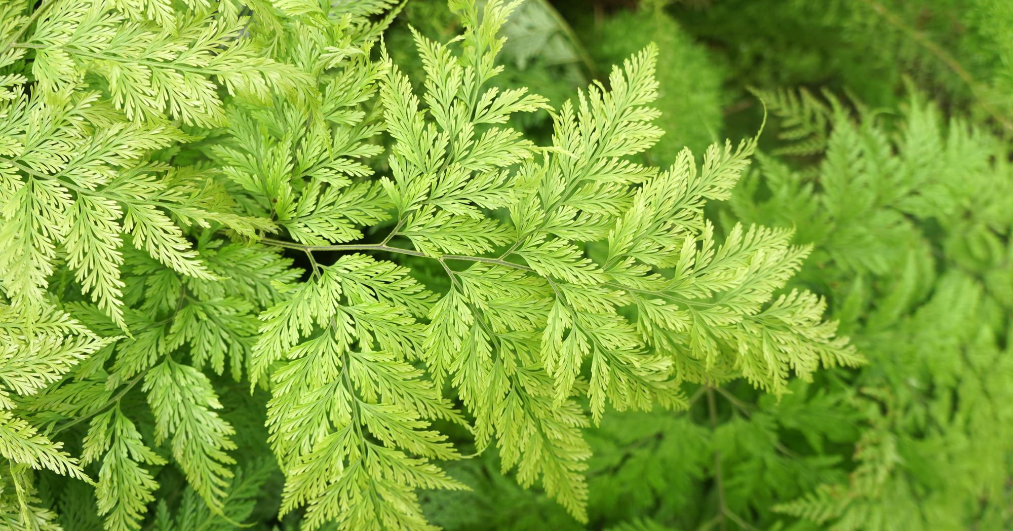 Adobe Stock Montree green davallia fejeensis fern rabbits foot