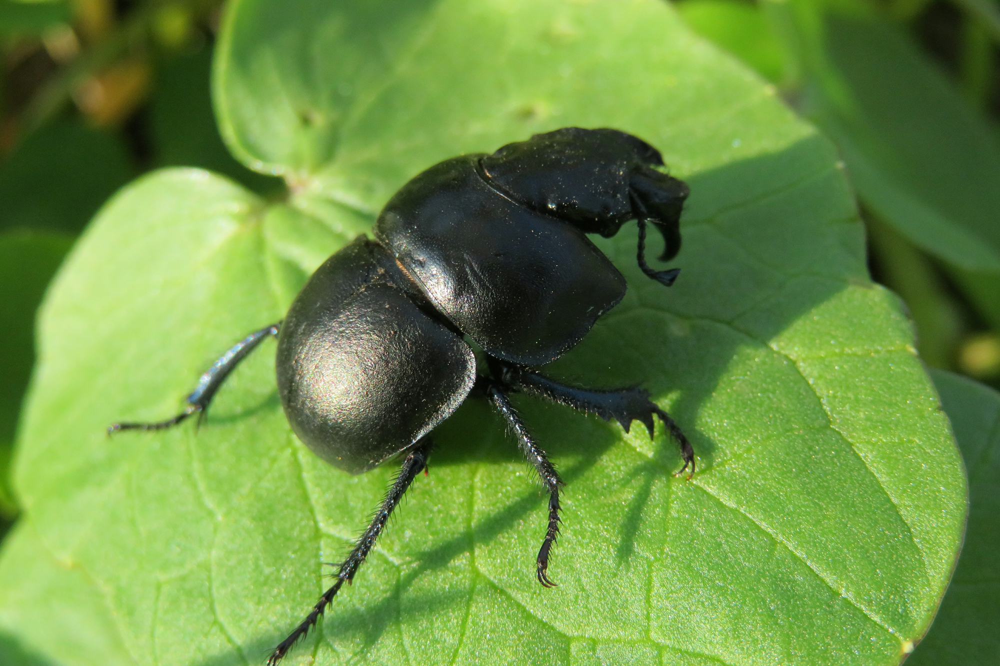 Adobe Stock Natalya2015 black lethrus apterus beetle on green leaf in garden