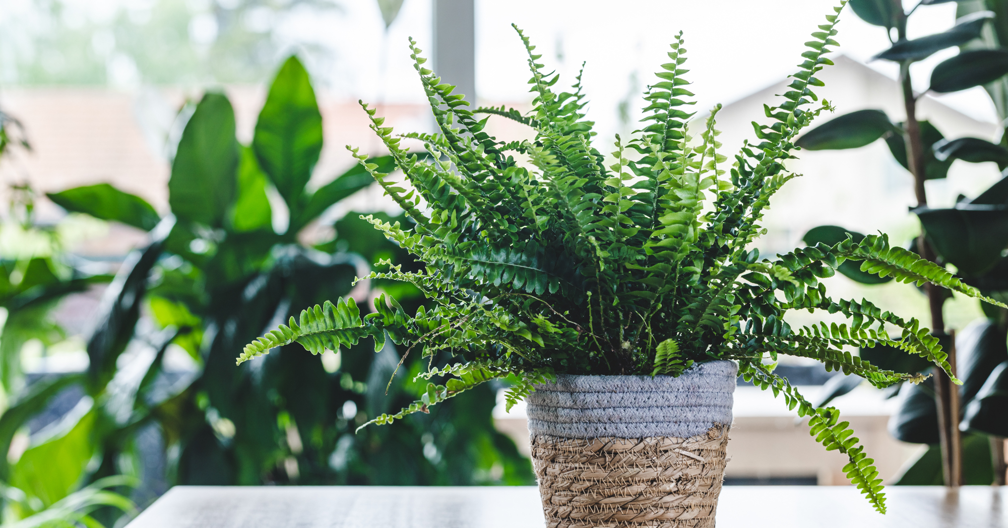 Adobe Stock Old Story nephrolepis exaltata boston fern on table in woven pot green indoor