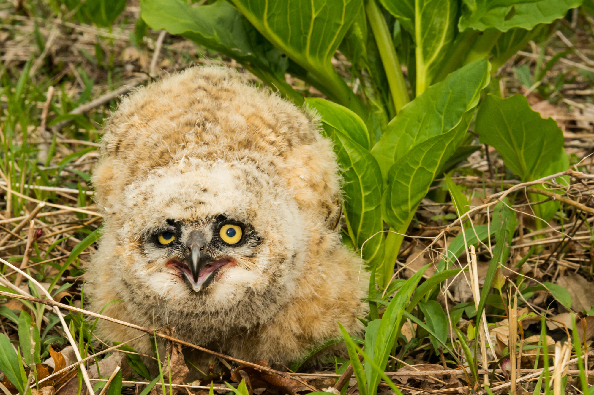 Adobe Stock Ondreicka great horned owl ugly chick baby bird