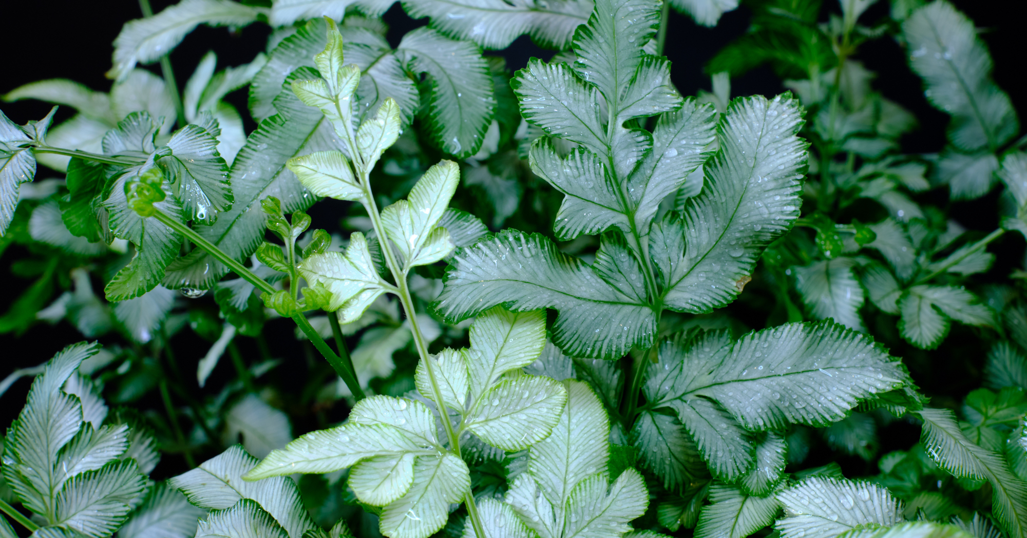 Adobe Stock Pornpat silver fern sword brake slender pteris ensiformis