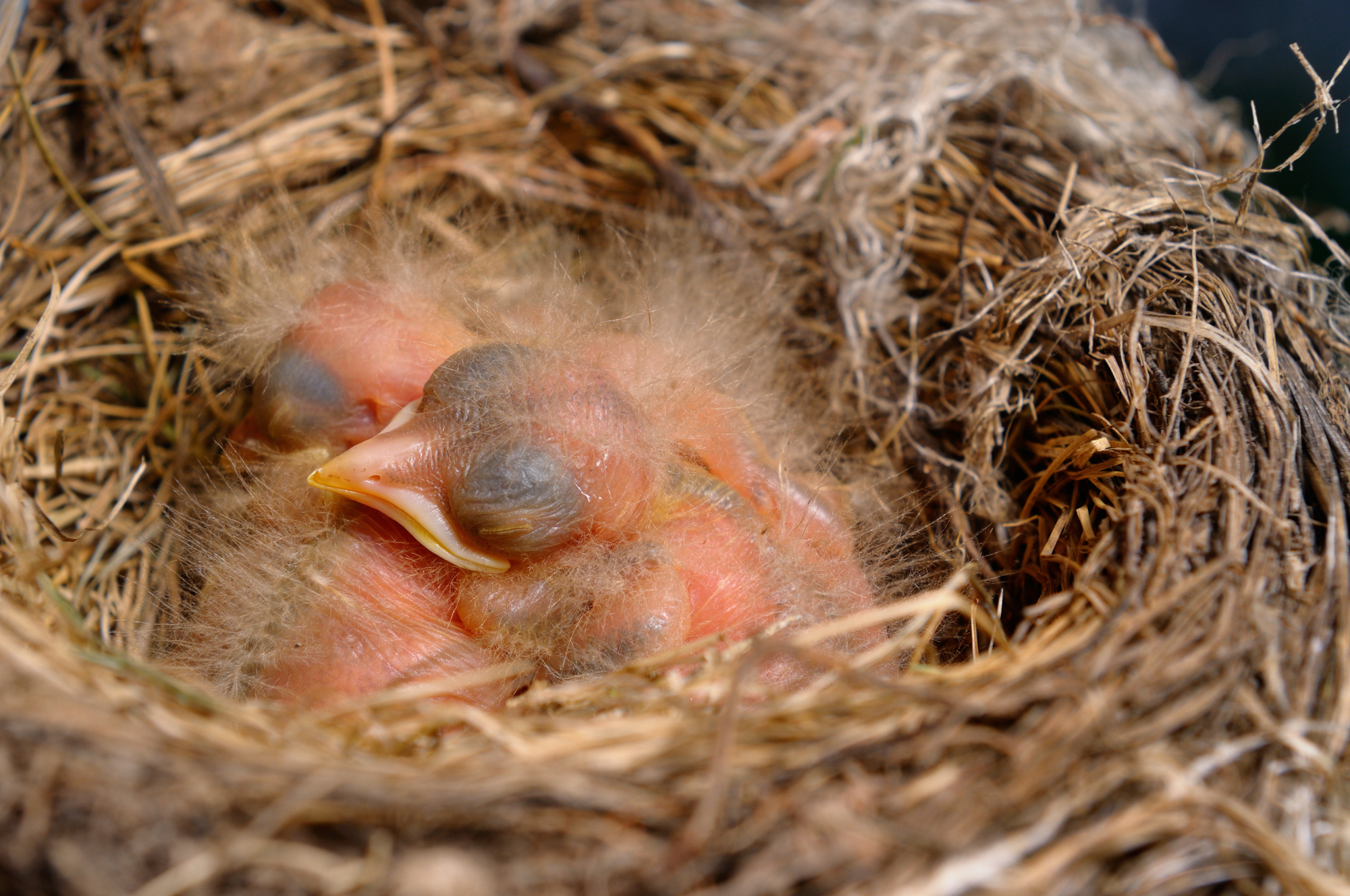 Adobe Stock Reimar baby robin bird ugly in nest