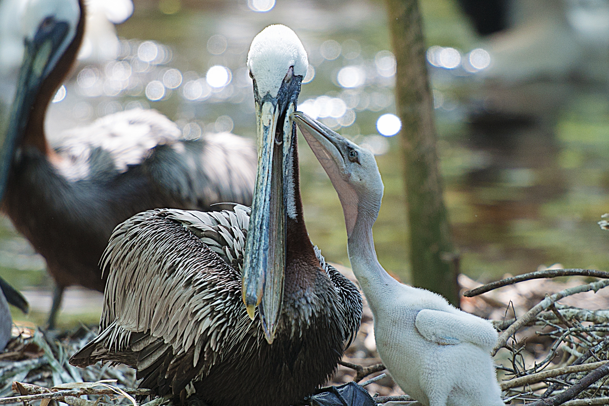 Adobe Stock Rejean Aline baby pelican chick ugly white