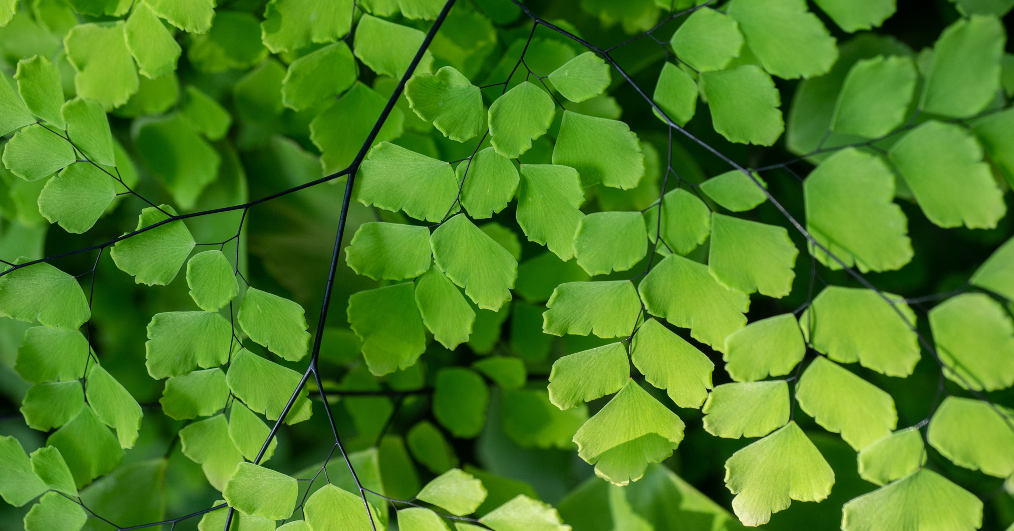 Adobe Stock Rockku delta maidenhair fern adiantum raddianum leaves close up