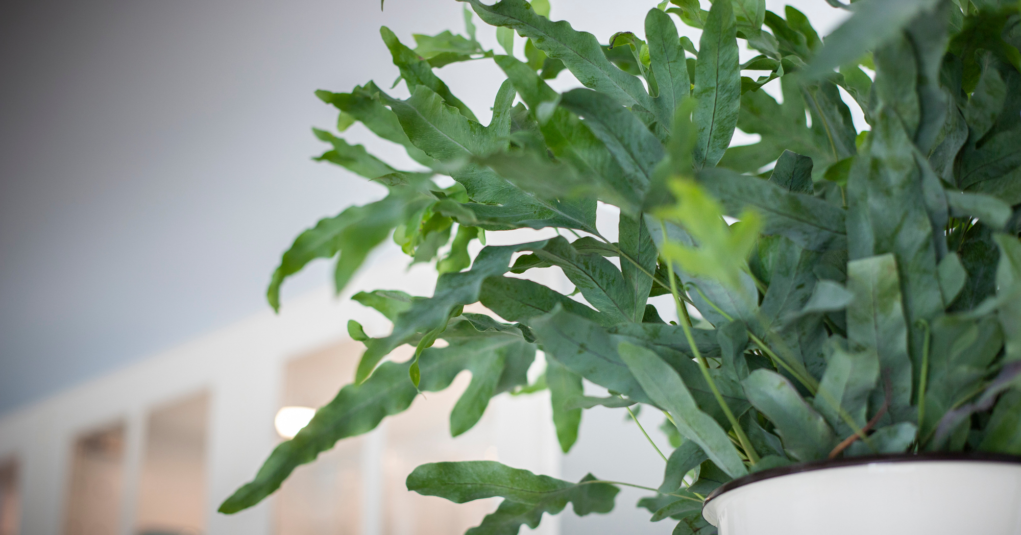 Adobe Stock Silvia blue star fern phlebodium aureum green indoor