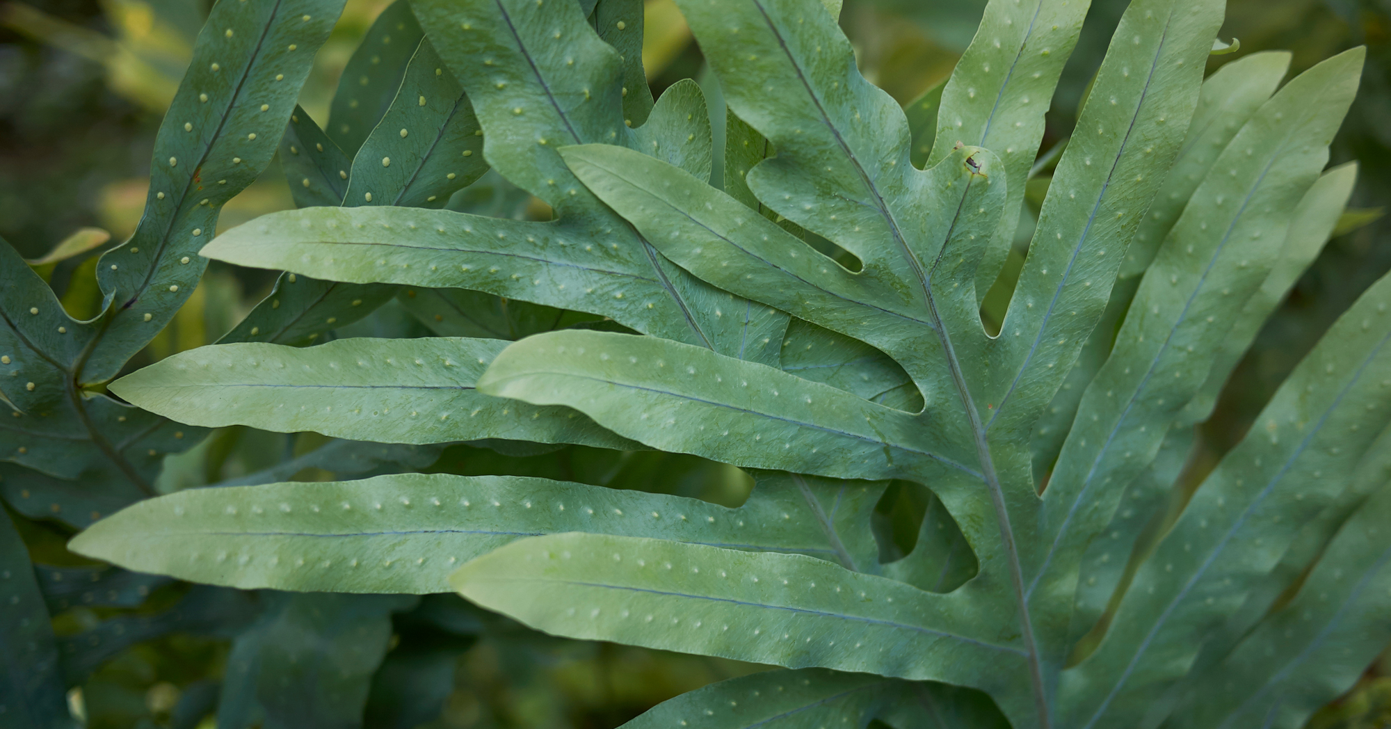 Adobe Stock Simona kangaroo paw fern phymatosorus pustulatus leaves close up