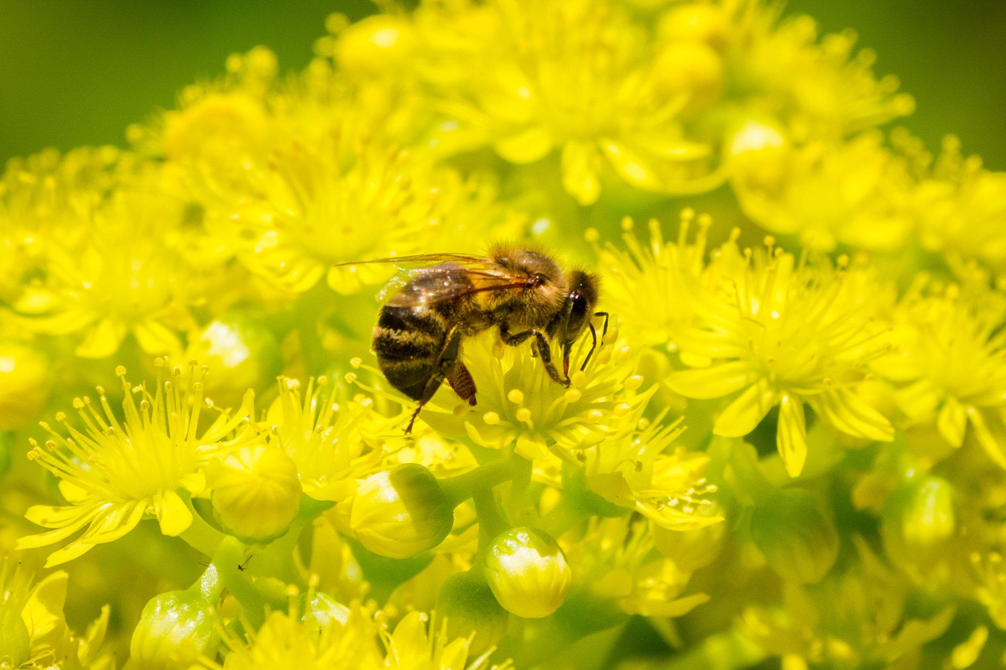 Adobe Stock Sundry Photography honey bee pollinating yellow flower aeonium