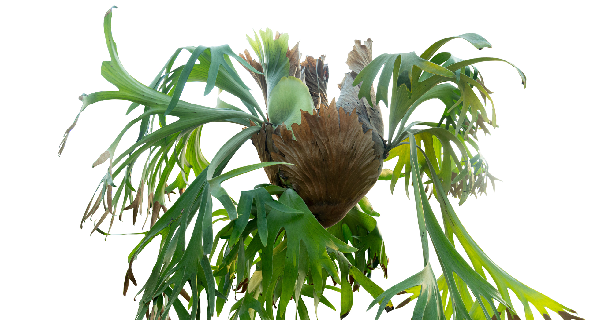 Adobe Stock Thongchainak aristolochia indica tree elkhorn staghorn fern