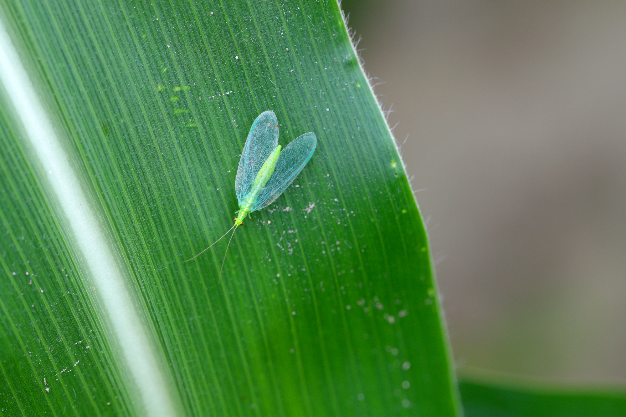 Adobe Stock Tomasz green lacewing chrysopa perla insect on leaf