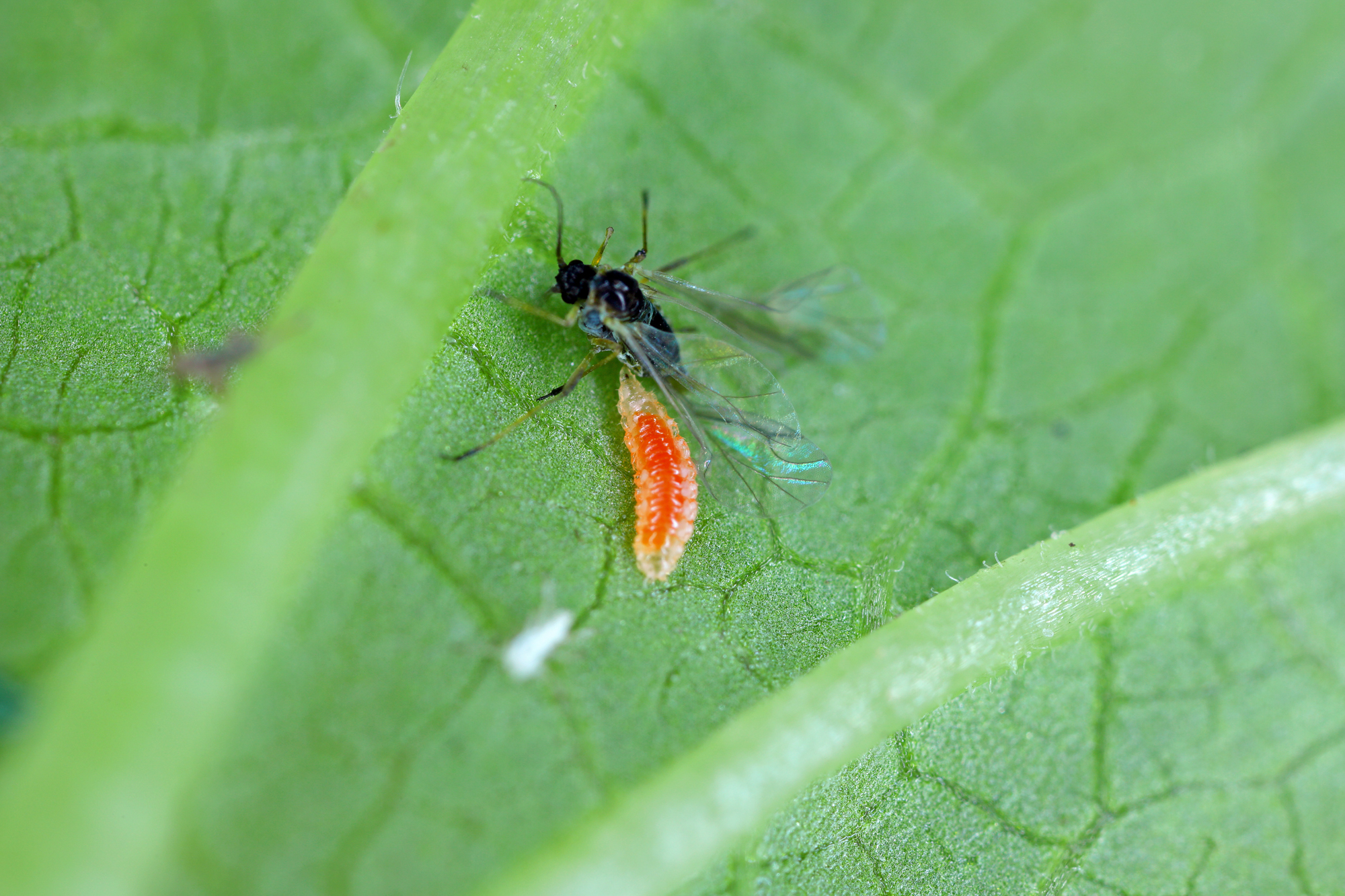 Adobe Stock Tomasz willow carrot aphid hunted by aphidoletes aphidimyza midge on leaf