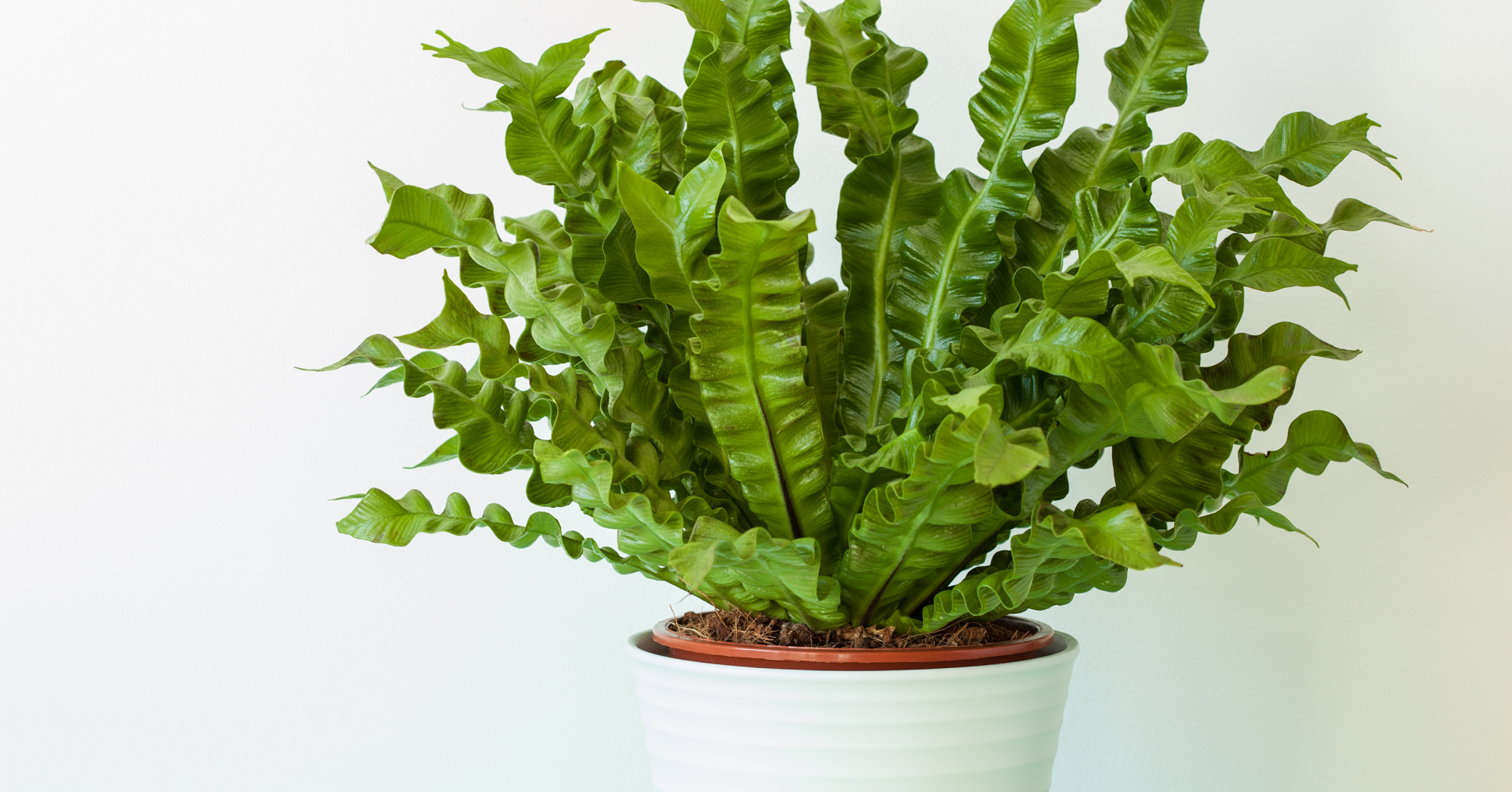 Adobe Stock asplenium nidus birds nest fern white pot indoor