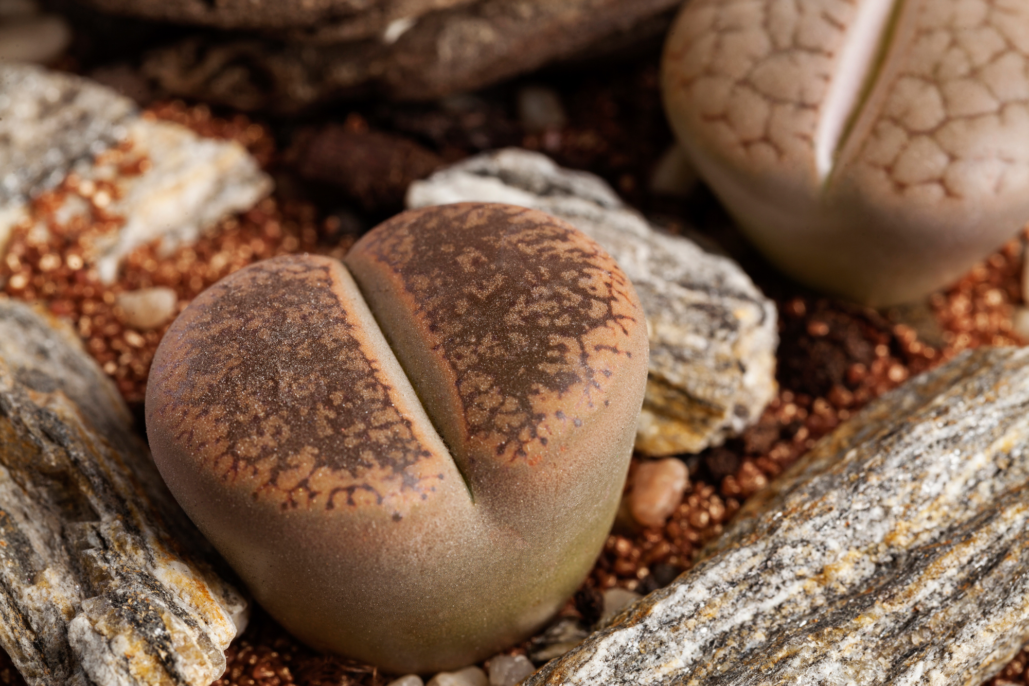 Unlimphotos Igor Stramyk lithops planted in rock living stone