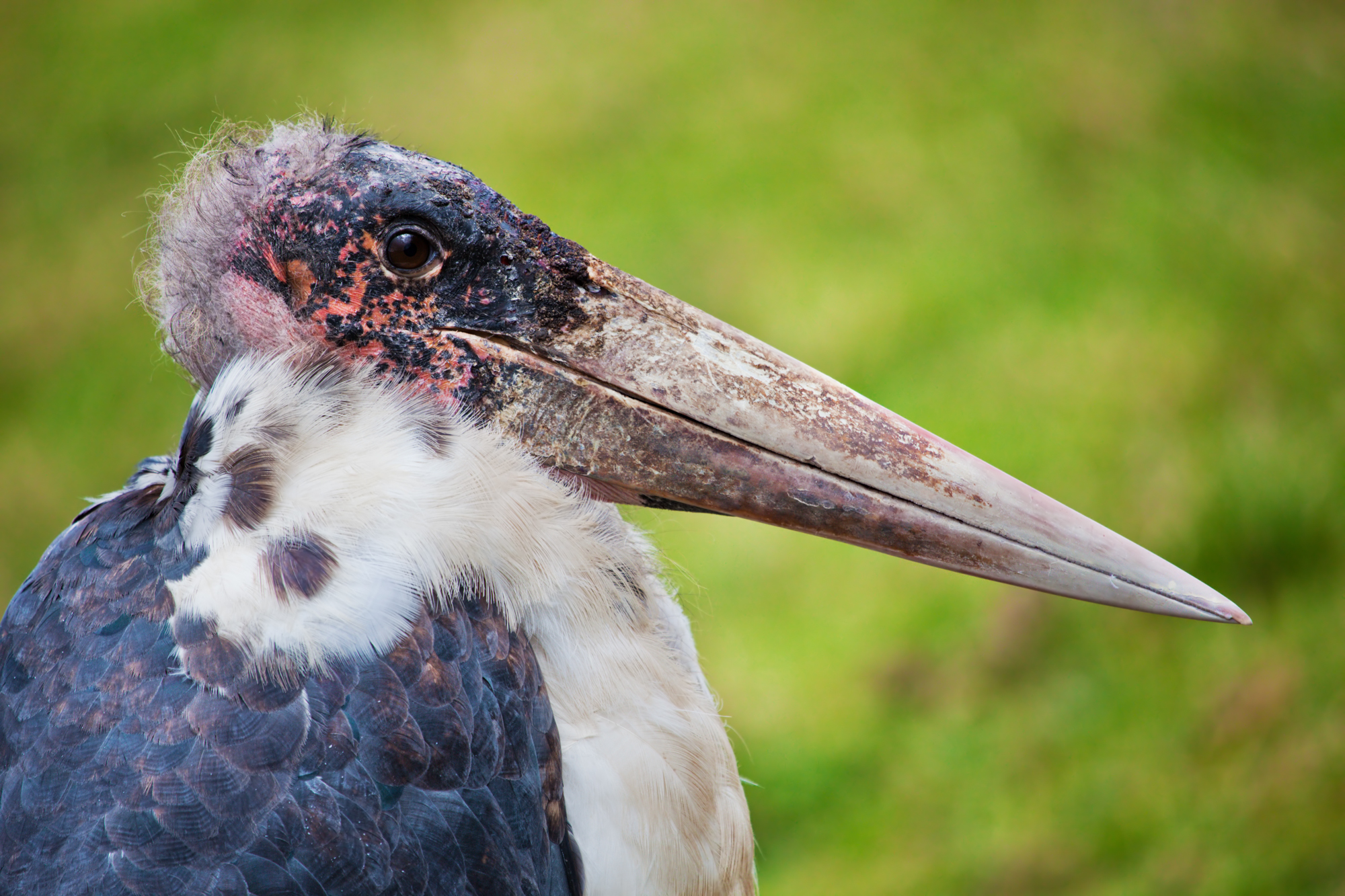 Unlimphotos Photocreo marabou stork ugly bird