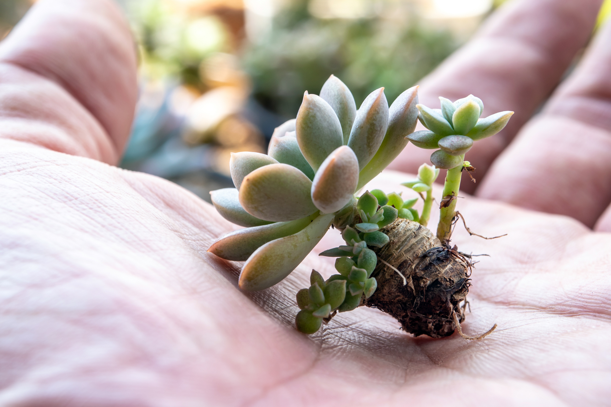 Unlimphotos Satakorn succulent with babies pups chicks offsets on hand no roots propagation