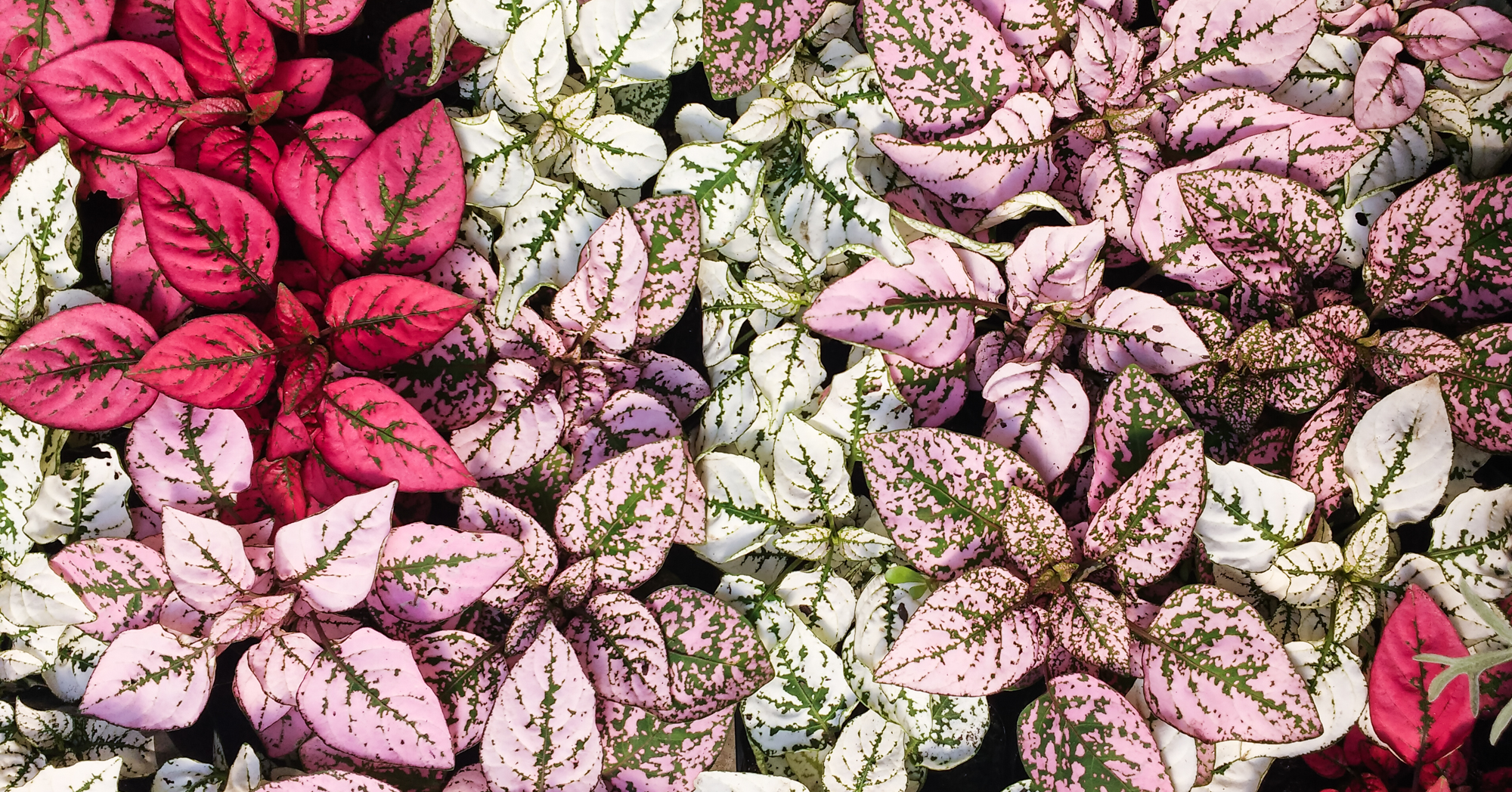 Unlimphotos Silviopl hypoestes phyllostachya polka dot plant pink red white green foliage