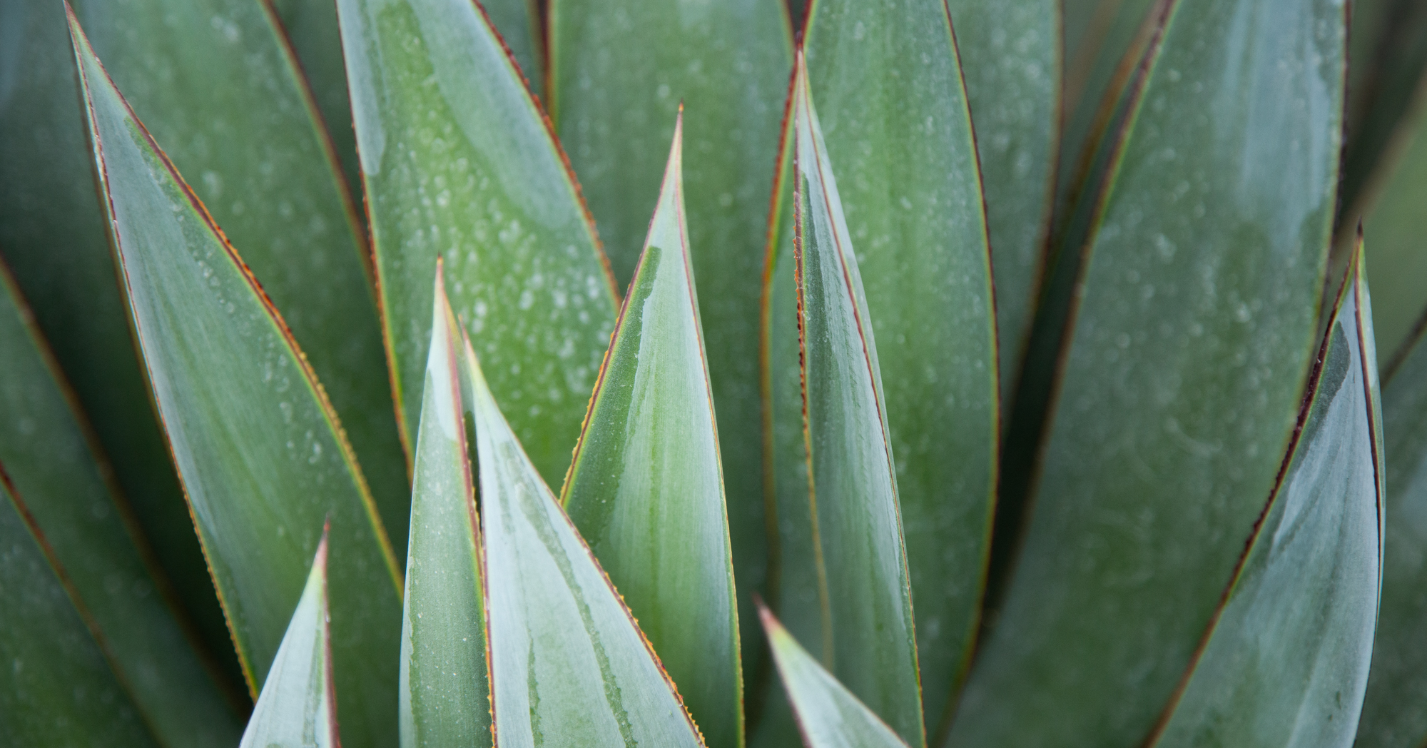 agave blue glow close up