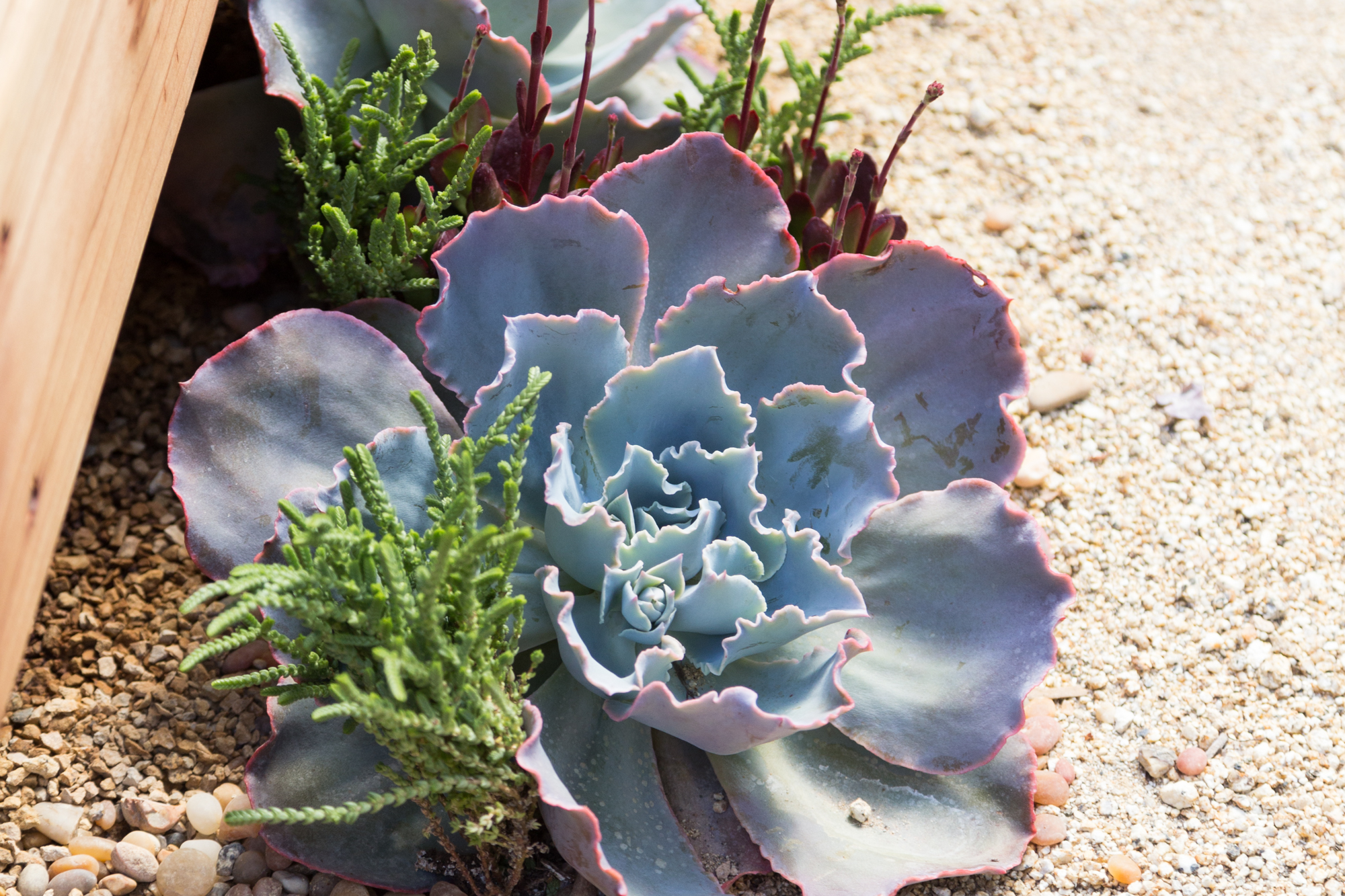 echeveria sahara purple green crassula muscosa watch chain cindy