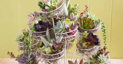 succulents planted in cupcake holder and moss