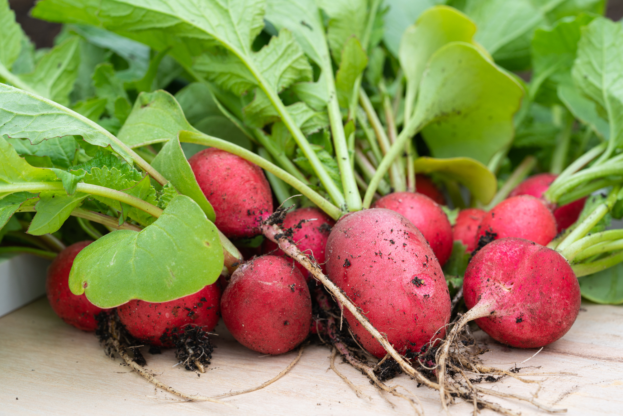 Unlimphotos Alfotokunst radishes with soil on table