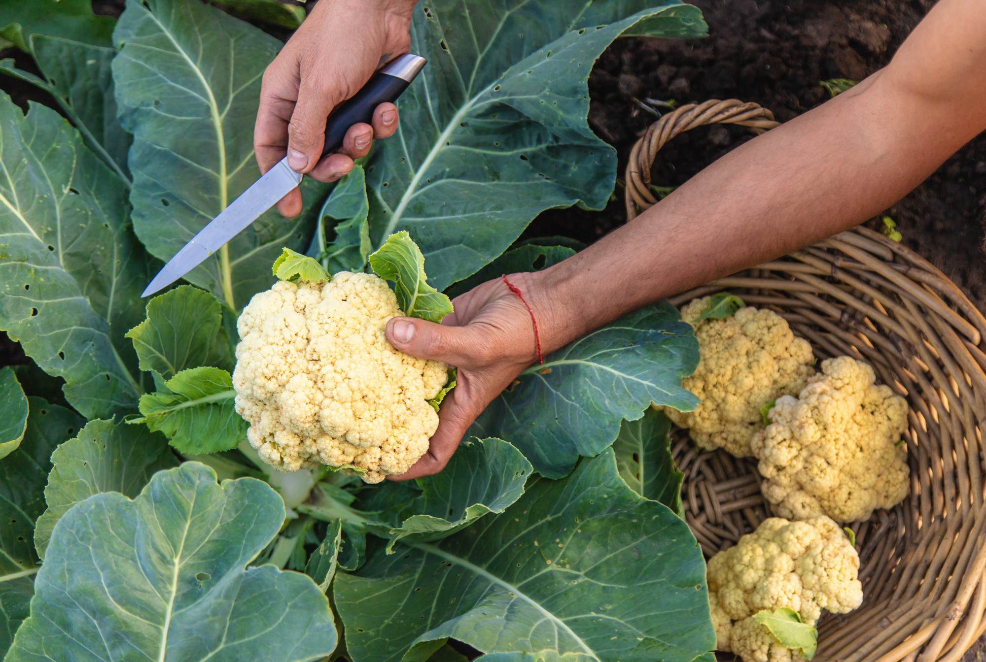 Unlimphotos Yanadjana person holding cauliflower cutting