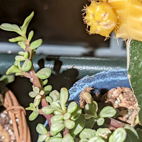 Tim K Elephant Bush Portulacaria afra with Moon Cactus