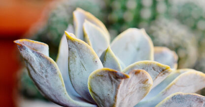 close up succulent plant freepik