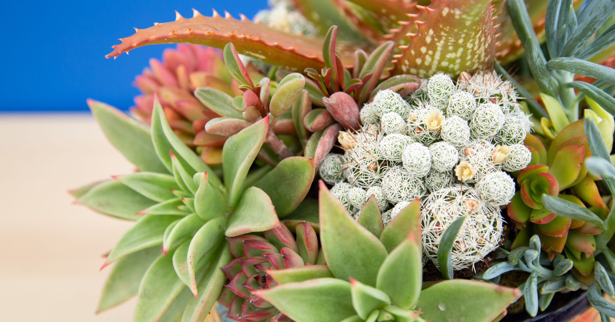 bright colored succulent arrangement cindy