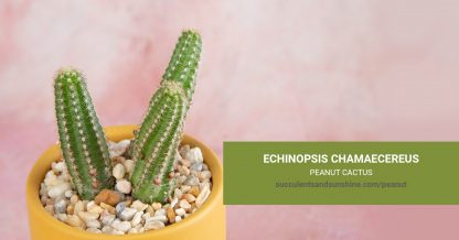 Echinopsis chamaecereus Peanut Cactus care and propagation information